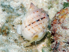 Nassarius oneratus