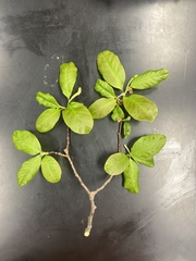 Magnoliopsida