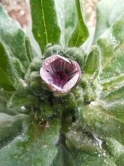 Cynoglossum creticum