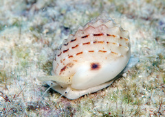 Nassarius oneratus