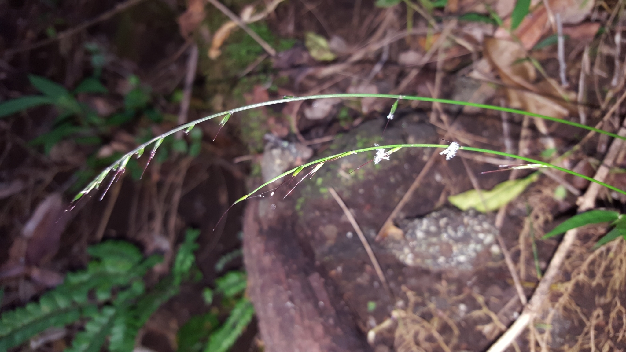 (c) François Rousseu, certains droits réservés (CC BY-NC) https://www.inaturalist.org/observations/109947207