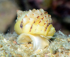 Nassarius oneratus