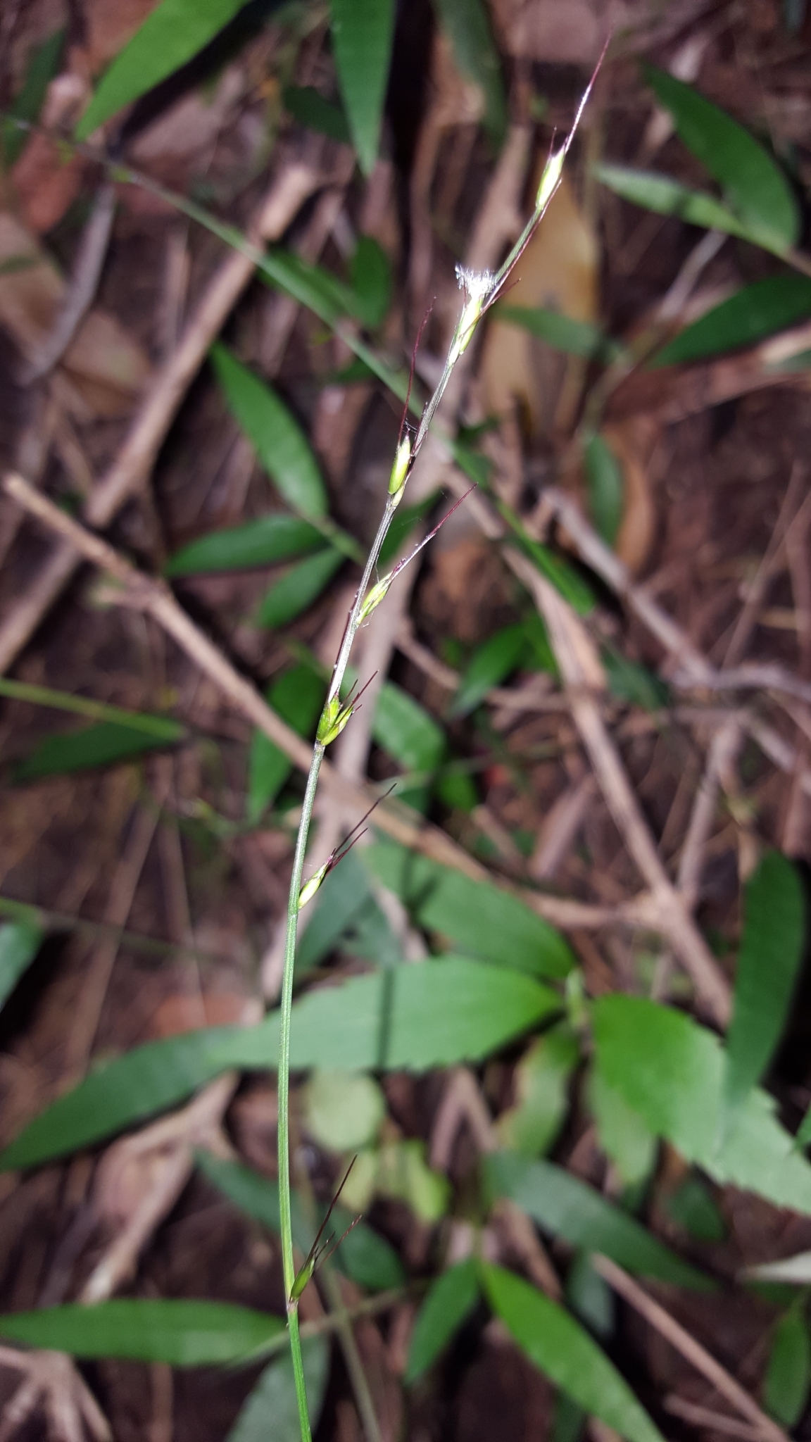 (c) François Rousseu, certains droits réservés (CC BY-NC) https://www.inaturalist.org/observations/109947207
