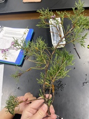 Juniperus virginiana