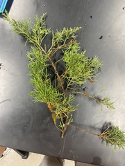 Juniperus virginiana
