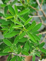 Chamaecytisus prolifer image