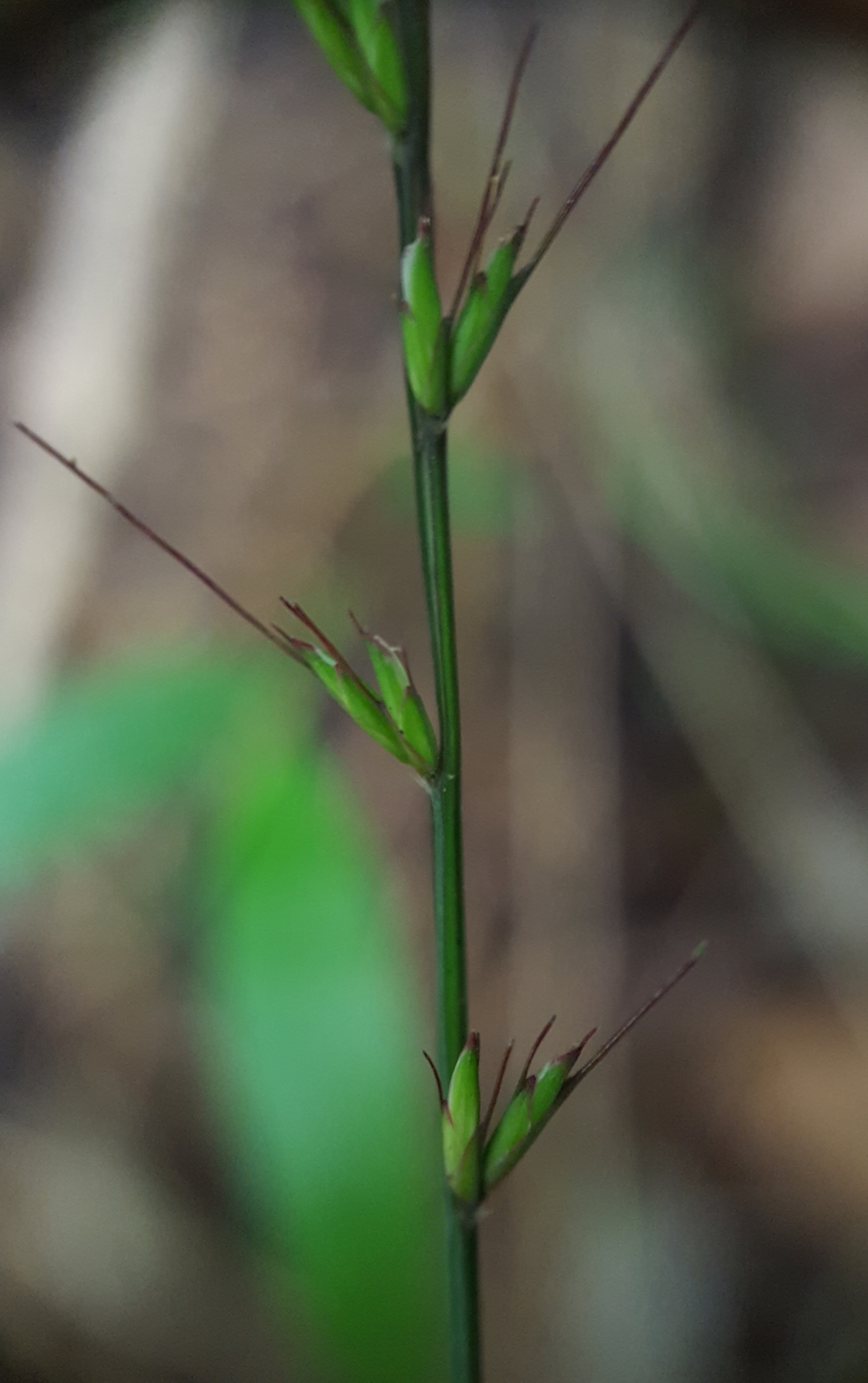 (c) François Rousseu, certains droits réservés (CC BY-NC) https://www.inaturalist.org/observations/109947207