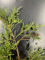Juniperus virginiana