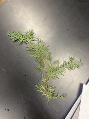 Cupressoideae