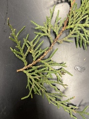 Cupressoideae