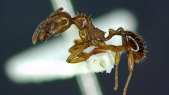 Aphaenogaster subterranea