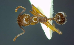 Aphaenogaster subterranea