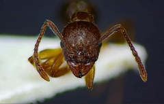 Aphaenogaster subterranea