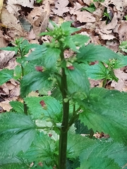 Scrophularia laevigata