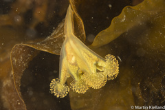 Haliclystus octoradiatus