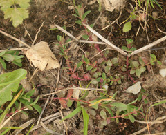 Hypericum humifusum