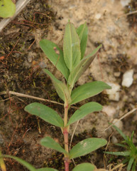 Hypericum humifusum