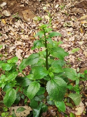 Scrophularia laevigata