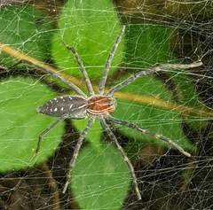 Aglaoctenus castaneus