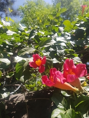 Magnoliopsida