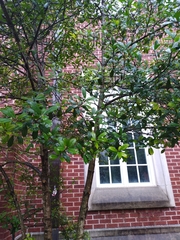 Ilex opaca