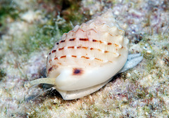 Nassarius oneratus