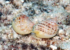 Nassarius oneratus
