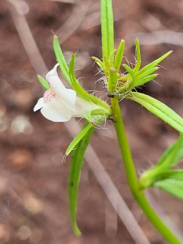 Image of Misopates calycinum by (c) Jacek Pietruszewski, some rights reserved (CC BY)