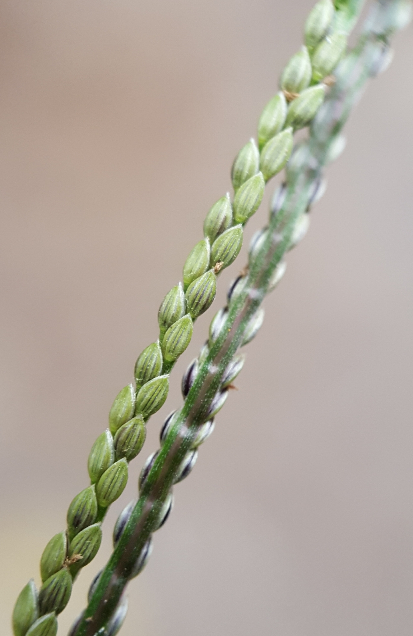 (c) François Rousseu, certains droits réservés (CC BY-NC) https://www.inaturalist.org/observations/109947935