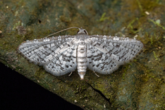 Epaena