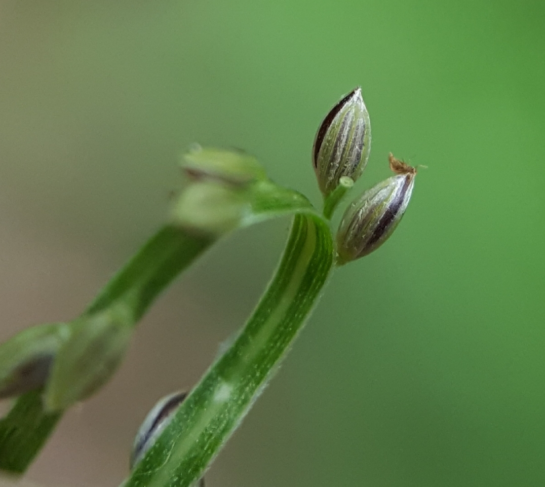(c) François Rousseu, certains droits réservés (CC BY-NC) https://www.inaturalist.org/observations/109947935