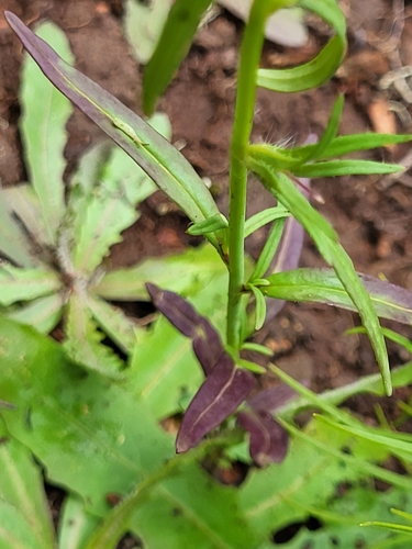 Image of Misopates calycinum by (c) Jacek Pietruszewski, some rights reserved (CC BY)