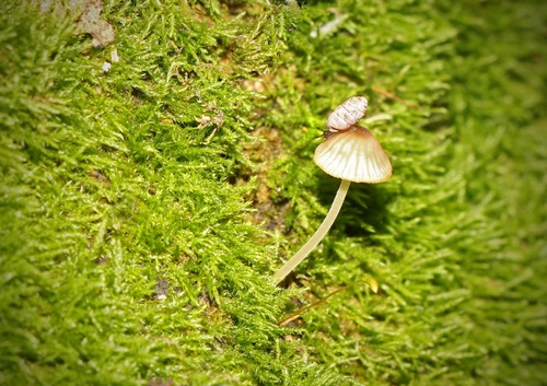 Moss Chrysalis-snail, Дзензелівка, Черкаська область, Україна, 20141, photo 2 of 10