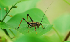 Paratlanticus ussuriensis