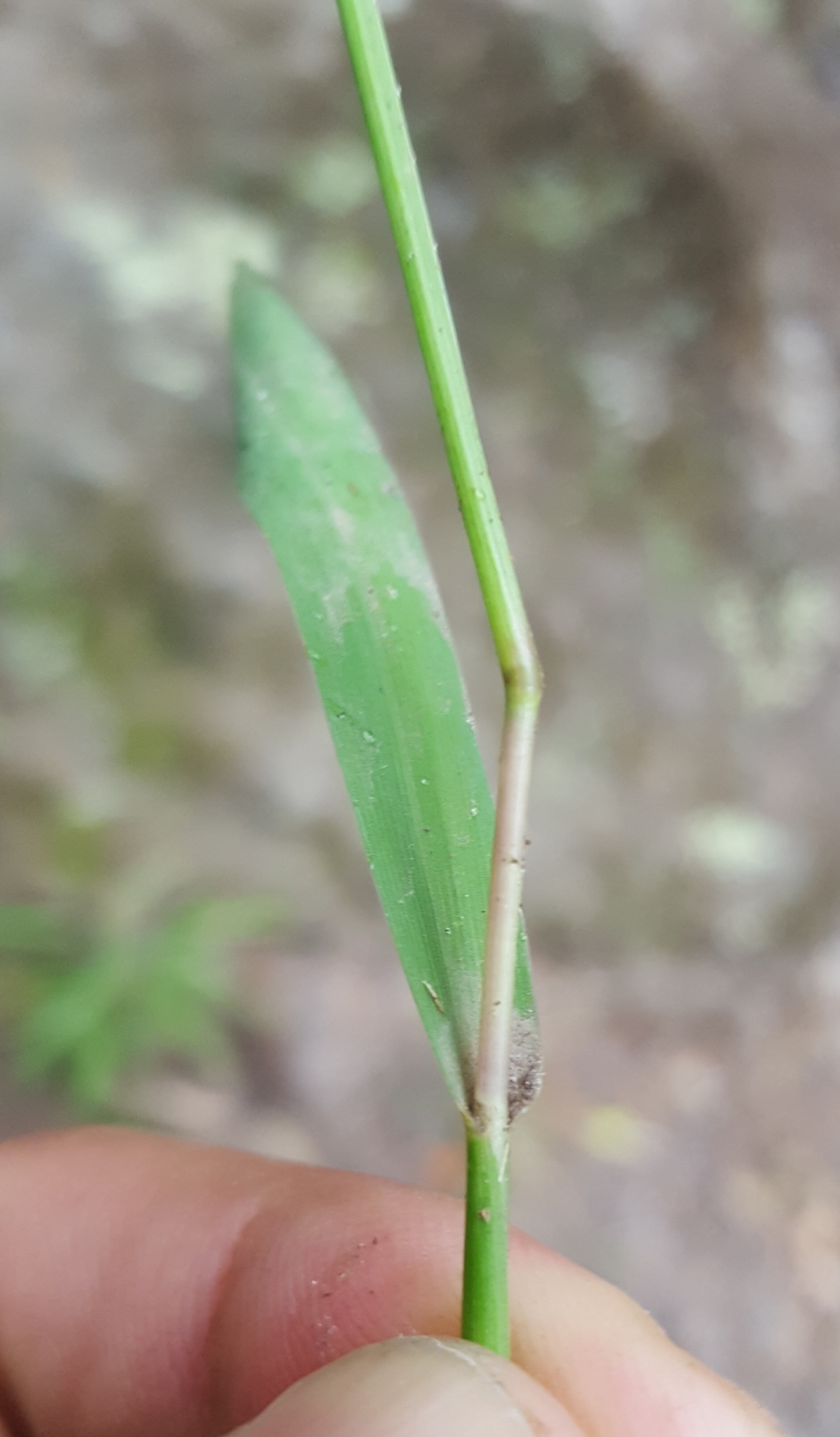(c) François Rousseu, certains droits réservés (CC BY-NC) https://www.inaturalist.org/observations/109947935