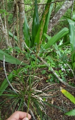 Carex brunnea