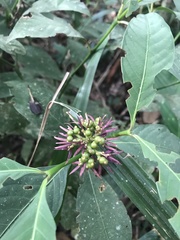 Palicourea justiciifolia