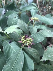 Palicourea justiciifolia