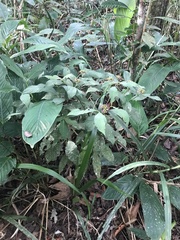 Palicourea justiciifolia