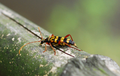 Leptura annularis