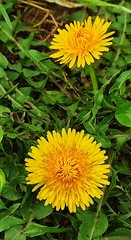 Taraxacum officinale