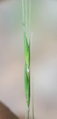 Microlaena stipoides image