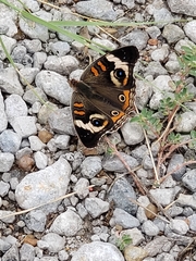 Junonia coenia