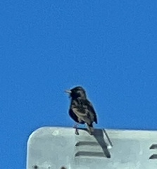Sturnus vulgaris