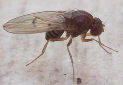 Drosophila kuntzei