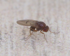 Drosophila kuntzei