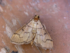 Herpetogramma theseusalis