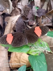 Heliconius melpomene flagrans