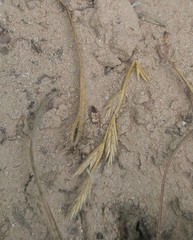 Tetragonoderus latipennis