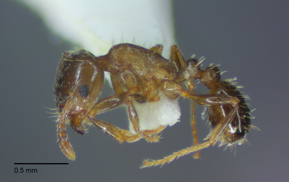 Tetramorium hungaricum